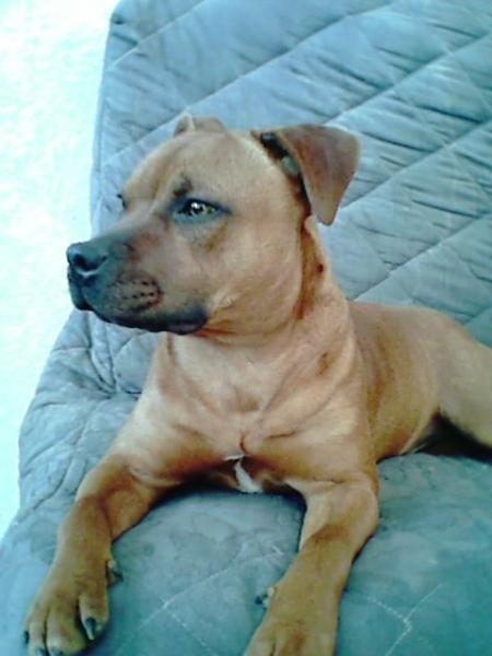 mon chien  skappa